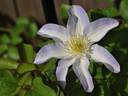 C. 'Yukikomachi' clematis photo