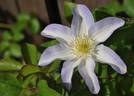 C. 'Yukikomachi' clematis photo
