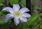 C. 'Yukikomachi' clematis photo