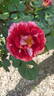 Maestro ® rose photo