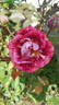 Maestro ® rose photo