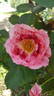 Maestro ® rose photo
