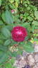 Petite Renoncule Violette rose photo
