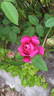 Petite Renoncule Violette rose photo