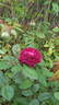 Petite Renoncule Violette rose photo