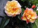 Postillion ® rose photo