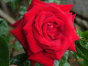 Aïda rose photo