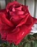 Brindabella Evered rose photo