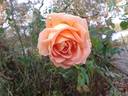 Anjou rose photo