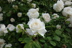 Snowbird rose photo
