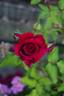 Will Rogers rose photo