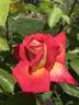 Piccadilly ® rose photo