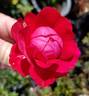 ADT1 rose photo