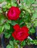 ADT1 rose photo