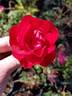 ADT1 rose photo
