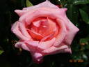 Zambra ® rose photo