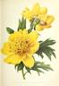 <i>P. delavayi</i> var. <i>delavayi</i> f. <i>lutea</i> S.G.Haw peony photo