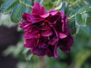 Wild Eagle rose photo