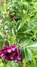 Wild Eagle rose photo
