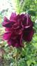 Wild Eagle rose photo
