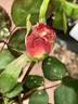 13CAMP4ext rose photo