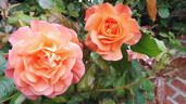 Westzeit rose photo
