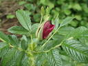 Wild Eagle rose photo
