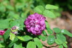 Orpheline de Juillet rose photo