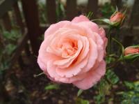 Maiden Voyage rose photo