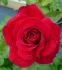 Bright Melody rose photo