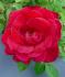 Griff's Red rose photo