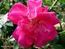Bengale Cerise rose photo