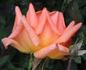 Double Gold ™ rose photo