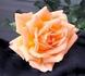 Double Gold ™ rose photo
