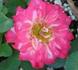Sunday Brunch rose photo