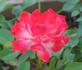 Sunday Brunch rose photo