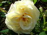 Hampton Palace rose photo