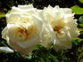Hampton Palace rose photo