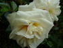 Hampton Palace rose photo