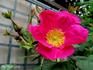 <i>Rosa rugosa</i> x Duc d'Edimbourg rose photo