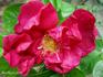 Georges Cain rose photo