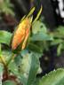 CGPP rose photo