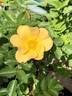 CGPP rose photo