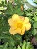 CGPP rose photo