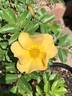 CGPP rose photo