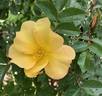 CGPP rose photo