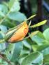 CGPP rose photo