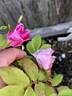 TBSPORT rose photo