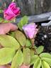 TBSPORT rose photo