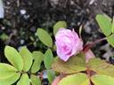 TBSPORT rose photo